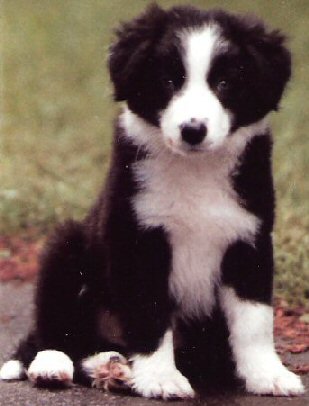 [Ian Puppy Photo]